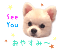 Real DOG BANDANA White Pomeranian sticker #14078549