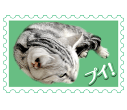 There is always a american short hair2 sticker #14079640