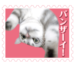 There is always a american short hair2 sticker #14079642