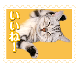 There is always a american short hair2 sticker #14079643