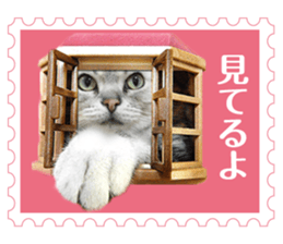 There is always a american short hair2 sticker #14079644