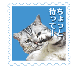 There is always a american short hair2 sticker #14079645