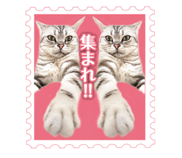 There is always a american short hair2 sticker #14079646