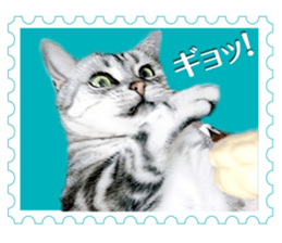 There is always a american short hair2 sticker #14079647