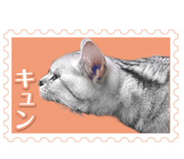 There is always a american short hair2 sticker #14079649