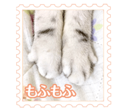 There is always a american short hair2 sticker #14079650