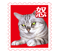 There is always a american short hair2 sticker #14079651