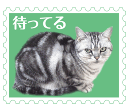 There is always a american short hair2 sticker #14079653