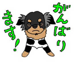 SIZUKU's Chihuahuas sticker #14079846