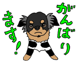 SIZUKU's Chihuahuas sticker #14079846