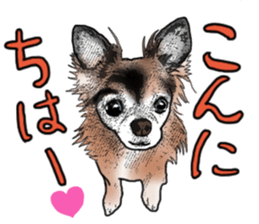 SIZUKU's Chihuahuas sticker #14079848