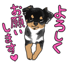 SIZUKU's Chihuahuas sticker #14079849