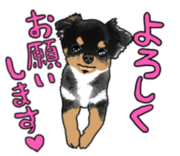 SIZUKU's Chihuahuas sticker #14079849
