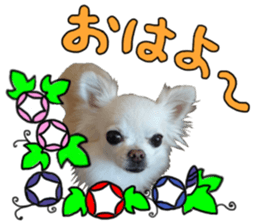 SIZUKU's Chihuahuas sticker #14079852