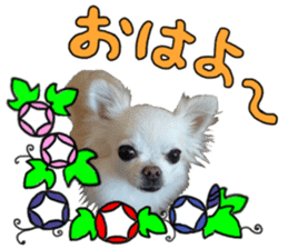 SIZUKU's Chihuahuas sticker #14079852