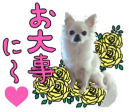 SIZUKU's Chihuahuas sticker #14079853