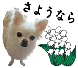 SIZUKU's Chihuahuas sticker #14079854
