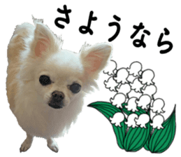 SIZUKU's Chihuahuas sticker #14079854