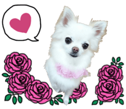 SIZUKU's Chihuahuas sticker #14079855
