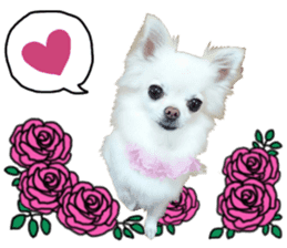 SIZUKU's Chihuahuas sticker #14079855