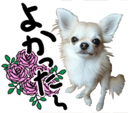 SIZUKU's Chihuahuas sticker #14079856