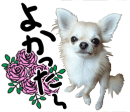 SIZUKU's Chihuahuas sticker #14079856