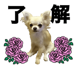 SIZUKU's Chihuahuas sticker #14079857