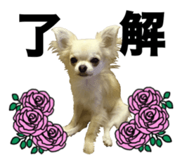 SIZUKU's Chihuahuas sticker #14079857