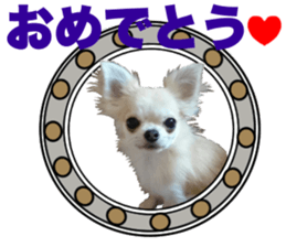 SIZUKU's Chihuahuas sticker #14079858