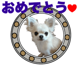 SIZUKU's Chihuahuas sticker #14079858