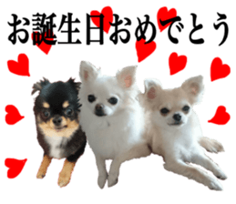 SIZUKU's Chihuahuas sticker #14079859