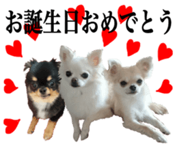 SIZUKU's Chihuahuas sticker #14079859