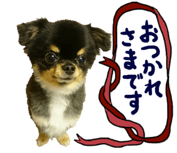 SIZUKU's Chihuahuas sticker #14079860