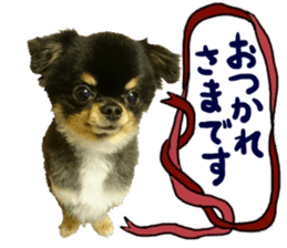 SIZUKU's Chihuahuas sticker #14079860