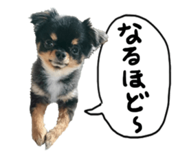 SIZUKU's Chihuahuas sticker #14079861