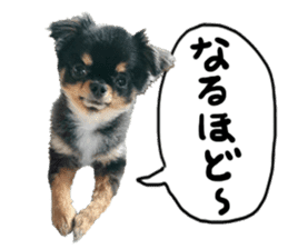 SIZUKU's Chihuahuas sticker #14079861