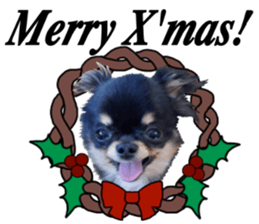 SIZUKU's Chihuahuas sticker #14079863
