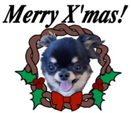 SIZUKU's Chihuahuas sticker #14079863
