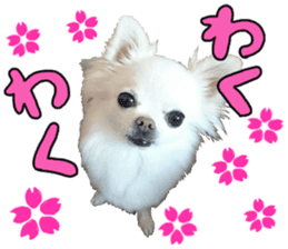 SIZUKU's Chihuahuas sticker #14079864