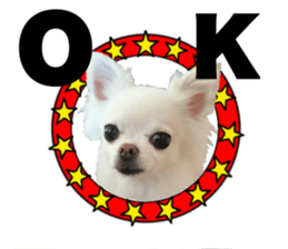 SIZUKU's Chihuahuas sticker #14079865