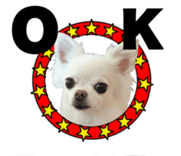 SIZUKU's Chihuahuas sticker #14079865