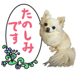 SIZUKU's Chihuahuas sticker #14079866