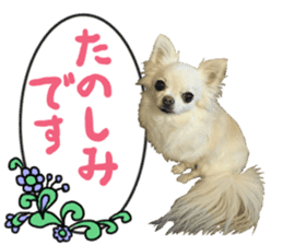 SIZUKU's Chihuahuas sticker #14079866