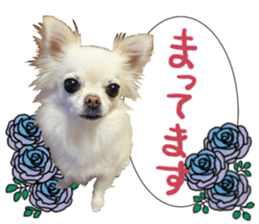 SIZUKU's Chihuahuas sticker #14079867