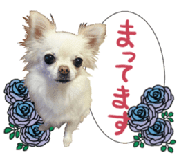 SIZUKU's Chihuahuas sticker #14079867