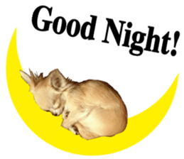 SIZUKU's Chihuahuas sticker #14079868