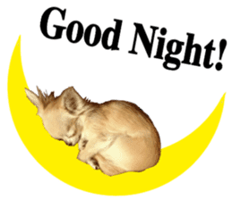 SIZUKU's Chihuahuas sticker #14079868