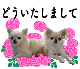 SIZUKU's Chihuahuas sticker #14079869