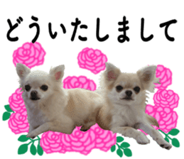 SIZUKU's Chihuahuas sticker #14079869