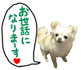 SIZUKU's Chihuahuas sticker #14079871